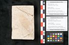 Foto (Objekt + Etikett) von Glyptostrobus europaeus Brongniarti (NHMW-GEO-2024-0188-8194b)